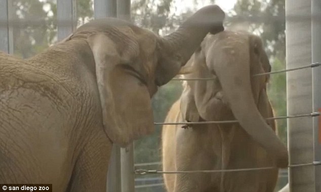 Mila, az elefánt 37 év után találkozott először egy másik elefánttal - videó!