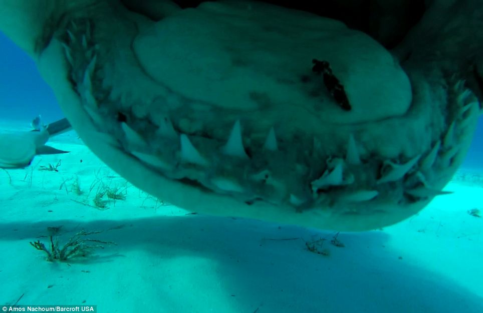 Ezt láthatják utolsó pillanatukban a cápák áldozatai – fotók és videó