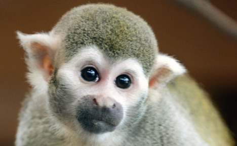 Kirakják a majomház Casanováját – mert már 50 utódot nemzett