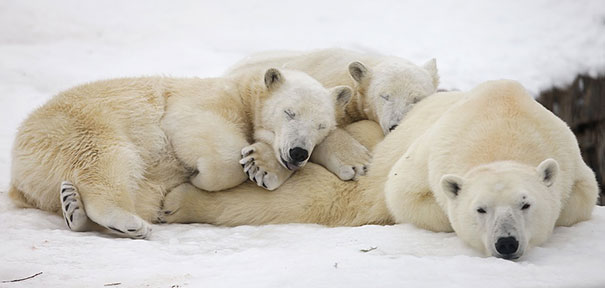 Aranyos felvételek összebújva alvó állatokról!