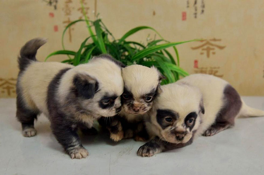 Aranyos kiskutyák, amik pandára hasonlítanak