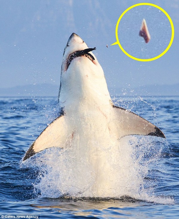 Kiesett a cápa foga vadászat közben!