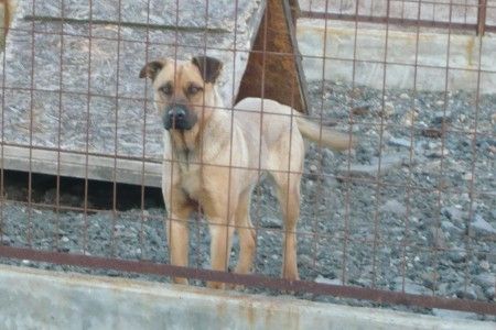 Megkezdték Bukarestben a gazdátlan kutyák elaltatását
