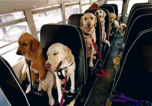 PASSANGERS ON THE DOG BUS HEAD TO DOGGIE DAY CARE.