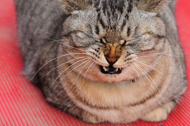 Vicces fotósorozat macskákról, akik épp tüsszenteni készülnek
