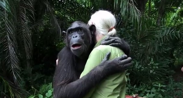 Megható pillanat, ahogy a csimpánz megöleli ápolóját szabadon engedése előtt, megköszönve ezzel mindent! Videó