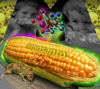 Engedélyezte az EU a GMO kukorica termesztését