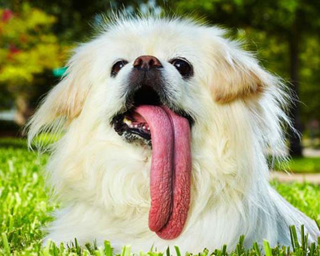 A világ legelképesztőbb kutyarekorderei – képek és videó