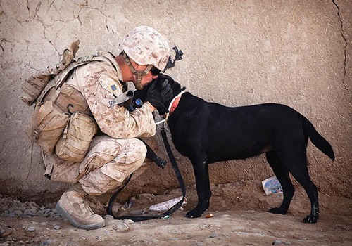 Kutyák, mint a sérült katonák gyógyítói – fotók