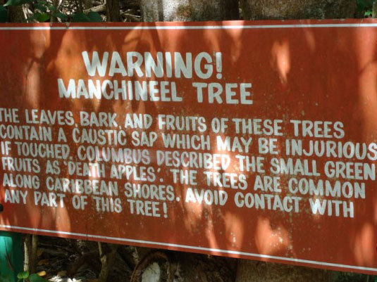 manchineel01