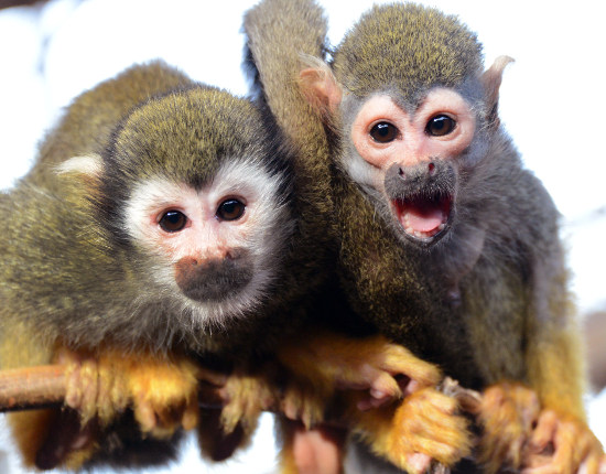 monkeys1