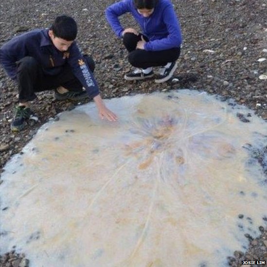 Óriási medúza vetődött partra Ausztráliában