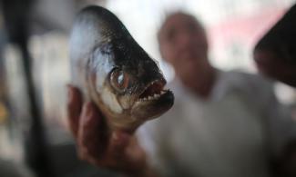 A piranha mindent rábíz a halászra, de a fogás az övé - videó