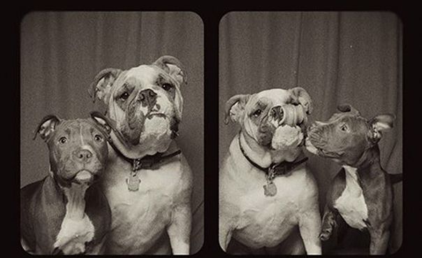 Aranyos fotók! Mi történik, ha kutyákat teszel egy fotófülkébe?