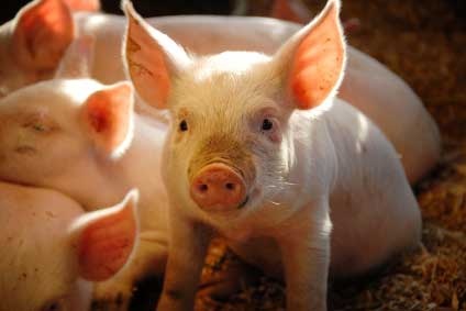 VM: 8,5 milliárd forintra emelkedik a sertés állatjóléti támogatás