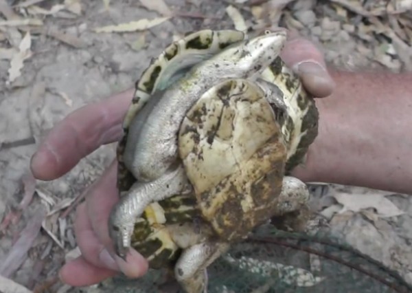 Teknős, aminek nem jól nőtt ki a feje-videó