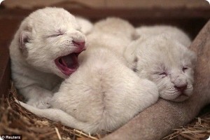 white_lion_cubs3