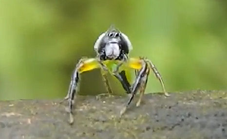 Saját tükörképétől kapott frászt a pók – videó