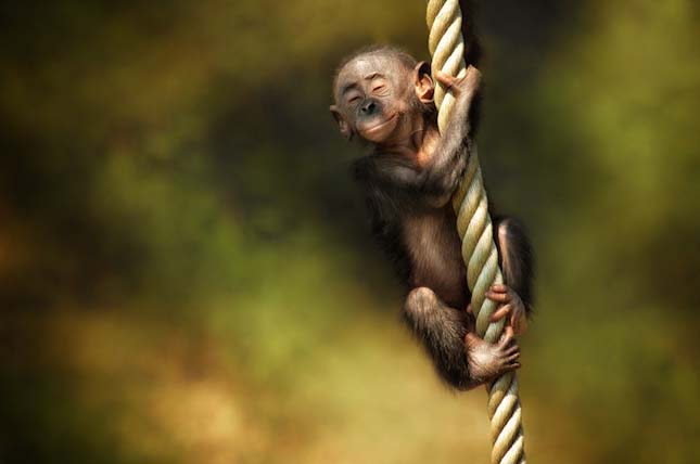 Majmok gesztusai és hangulatjelei fotósorozatban