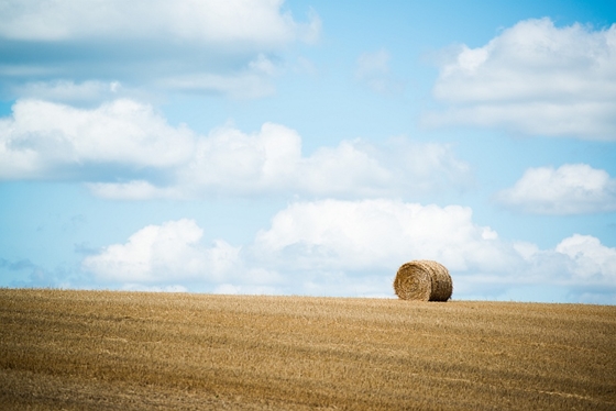 A MOSZ szerint a magyar mezőgazdaság termelési potenciálja alatt teljesít