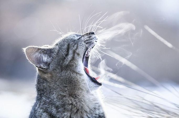 Elképesztő fotók sütkérező cicákról