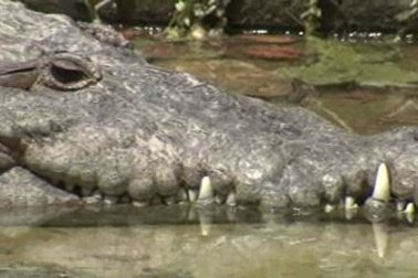 Ilyen félelmetes lehet, mikor felfal egy krokodil – videó