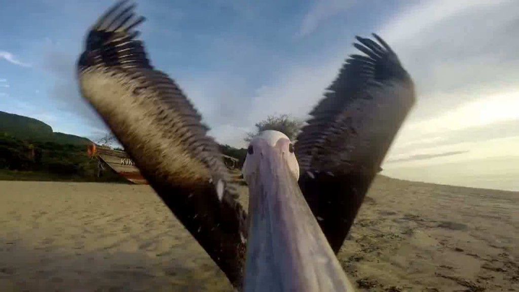 GoPro_Pelican_Learns_To_Fly__167461