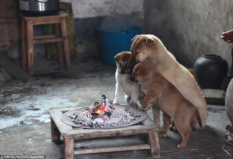 Aranyos képek kiskutyákról, akik a tűz mellett melegednek