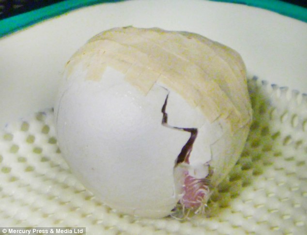 Hihetetlen: Ritka papagáj született összeragasztott tojásból