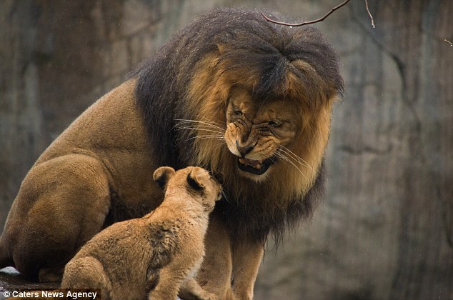 Aranyos videó a hím oroszlánról, aki először találkozik kölykeivel
