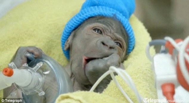 Gorilla bébi született meg császármetszéssel 