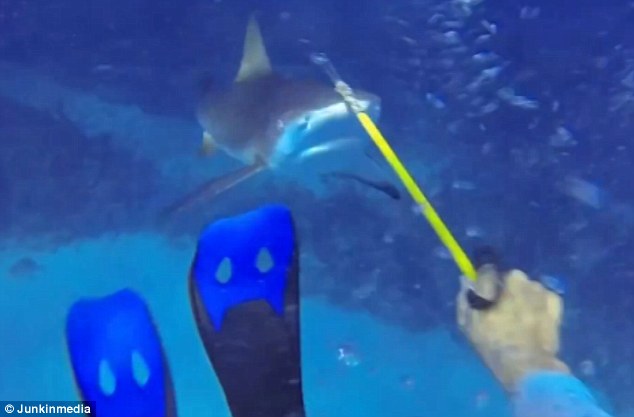 Lélegzetelállító felvételt készített a rátámadó cápáról – videó