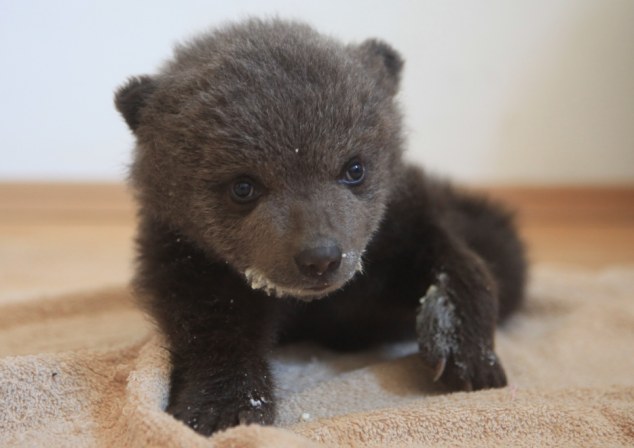 Bear Cub Ema RO 2014