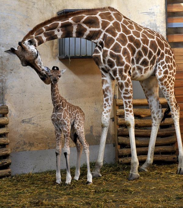 Zsiráfborjú született vasárnap hajnalban a veszprémi állatkertben