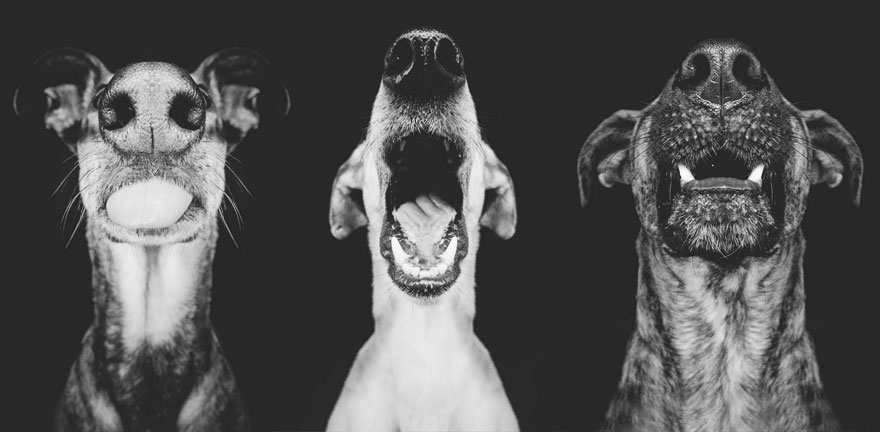 Különleges kutyaporték egy tehetséges fotóstól