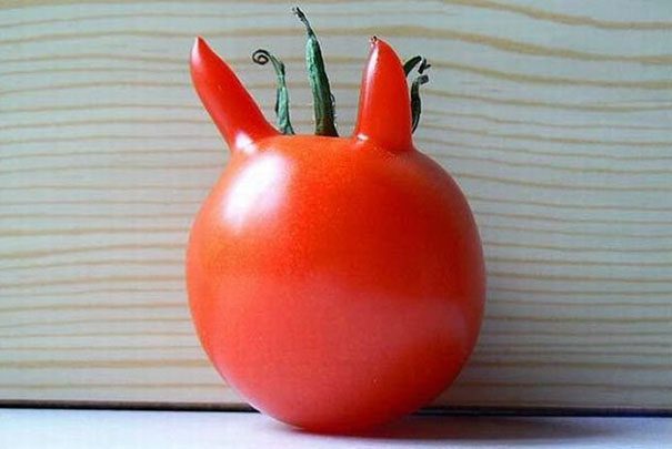 Vicces fotók zöldségekről, amelyek furcsa alakúra nőttek