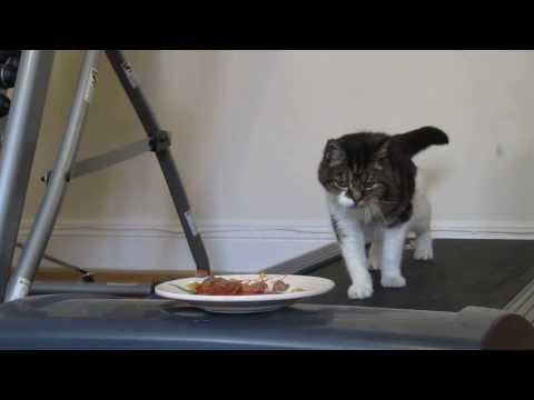 Így lehet edzésre bírni egy macskát! – videó