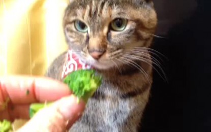 Brokkolit eszik egy japán cica – videó