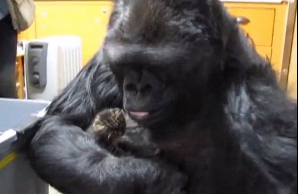 Ilyen egy 38 éves gorilla és pici cicák kapcsolata- videó