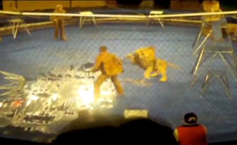 Idomárjára támadt az oroszlán a cirkuszi előadás közben - fotók és videó