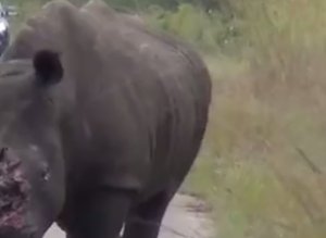Sokkoló videó egy megcsonkított orrszarvúról