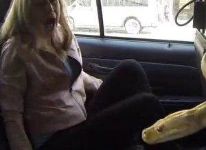 A taxisofőr óriási kígyóval ijesztgeti az utasait- videó
