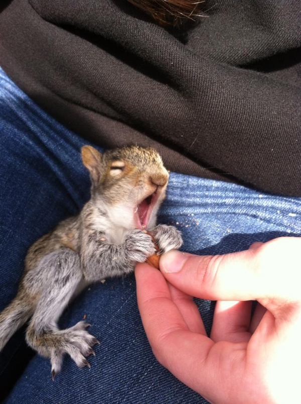 orphaned-squirrel3