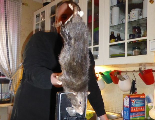 Giga szörnypatkányt fogott egy svéd család – fotó