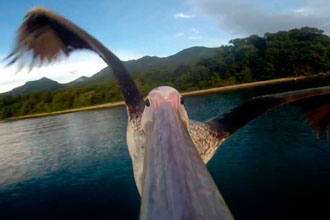 Különleges videó – első repülés egy pelikán szemével