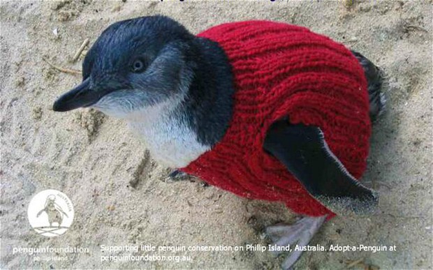 Pulóverekkel segítenek az olajtól maszatos pingvineken egy ausztrál szigeten