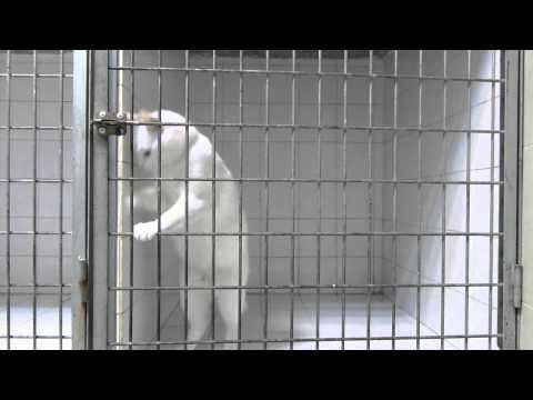 Houdini módjára szabadult ki a macska a ketrecből – videó