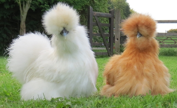 „Parókás” csirkék, akik házi kedvencként éldegélnek