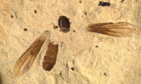 11876864475_59c4a6929c_o