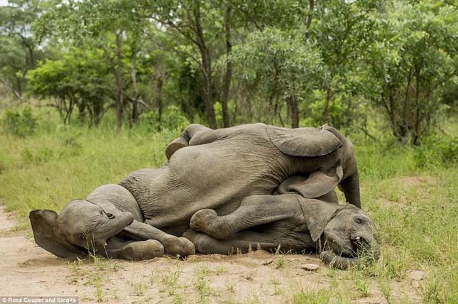 A Kruger Nemzeti Park részeg elefántjai